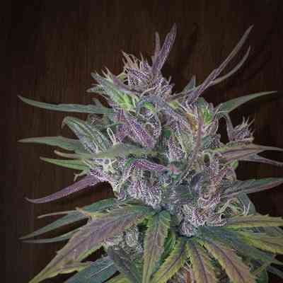 Oldtimers Haze > ACE Seeds | Graines Normal  |  Sativa